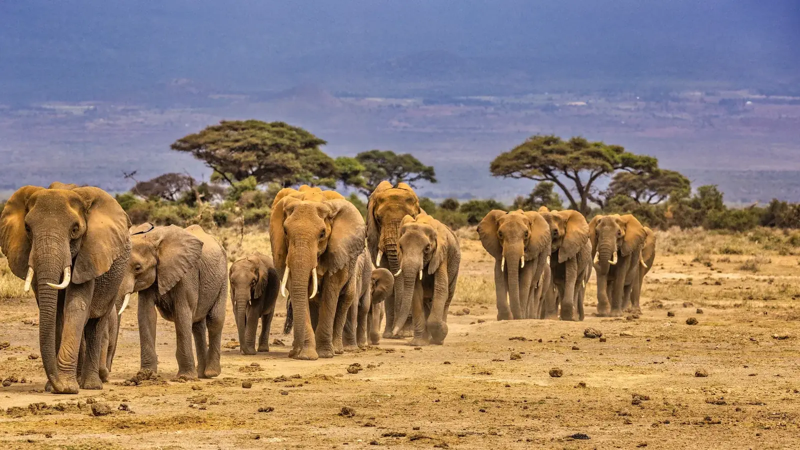 gorilla real travel image 1 - real travel photography for Serene Sojourns Tours