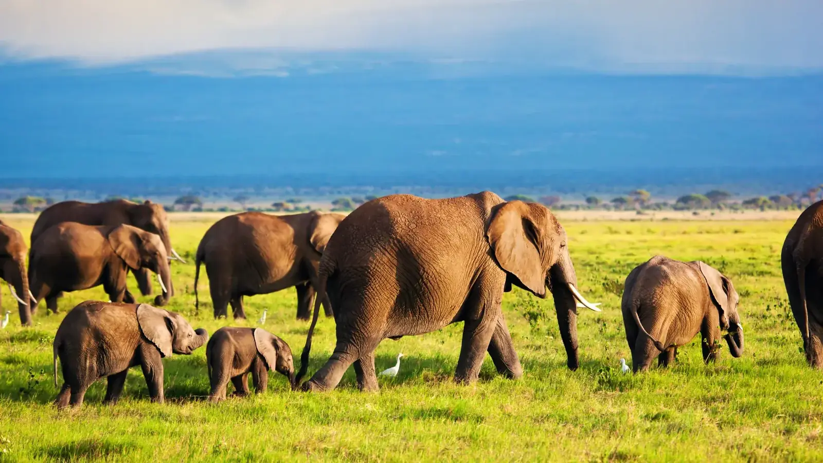 gorilla real travel image 2 - real travel photography for Serene Sojourns Tours