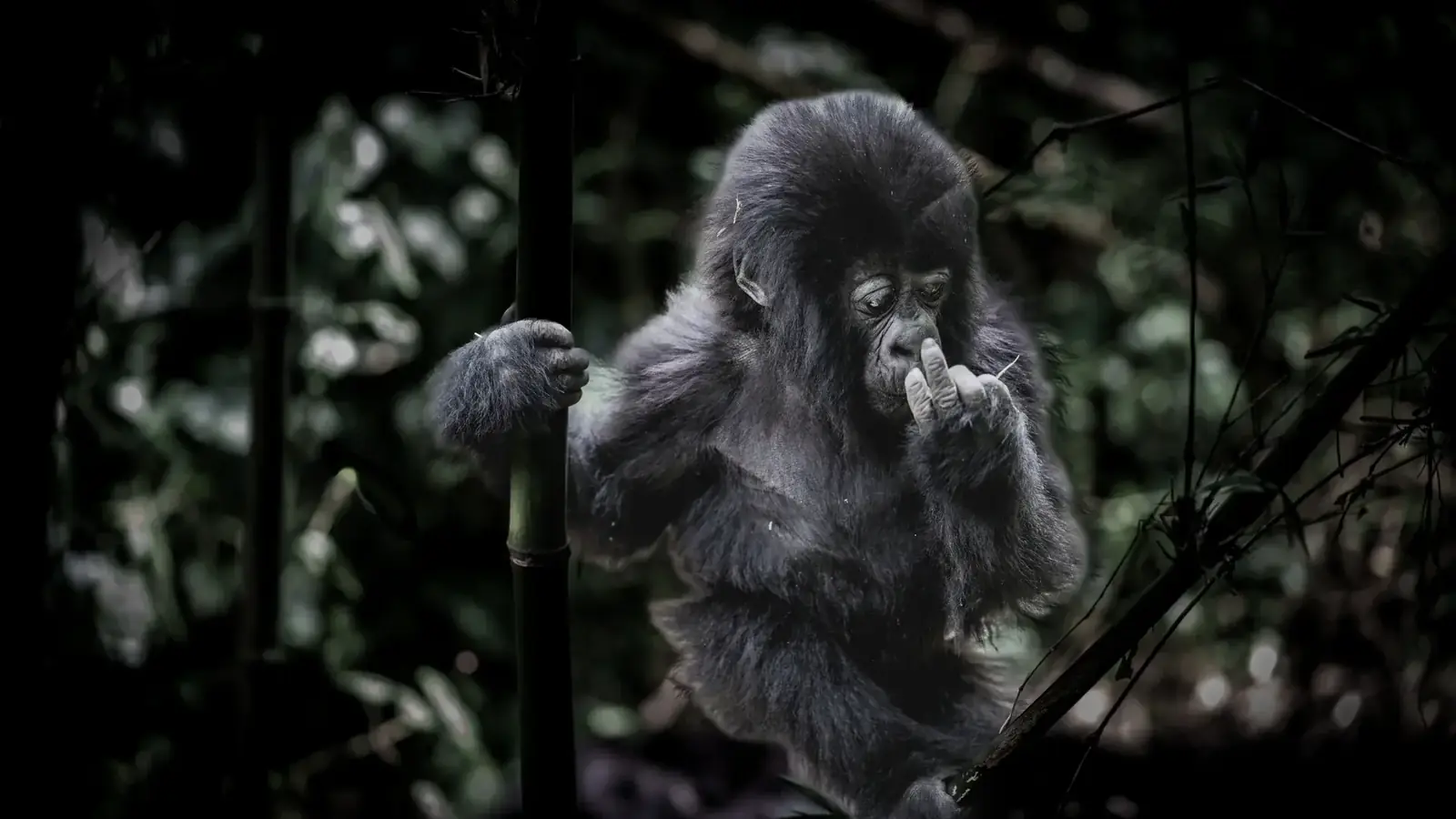 gorilla real travel image 3 - real travel photography for Serene Sojourns Tours