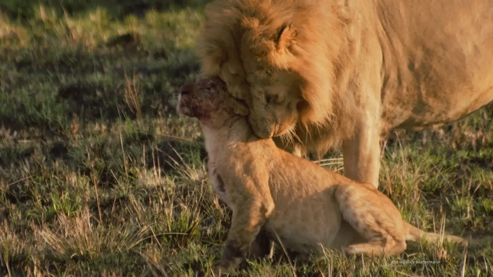 hero safari real travel image 10 - real travel photography for Serene Sojourns Tours