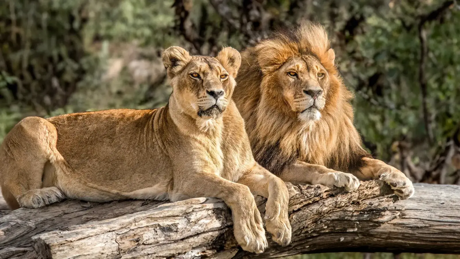 kenya safari real travel image 2 - real travel photography for Serene Sojourns Tours