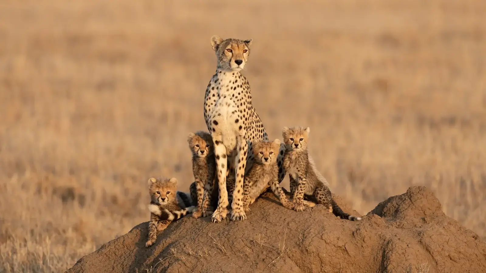 kenya safari real travel image 3 - real travel photography for Serene Sojourns Tours