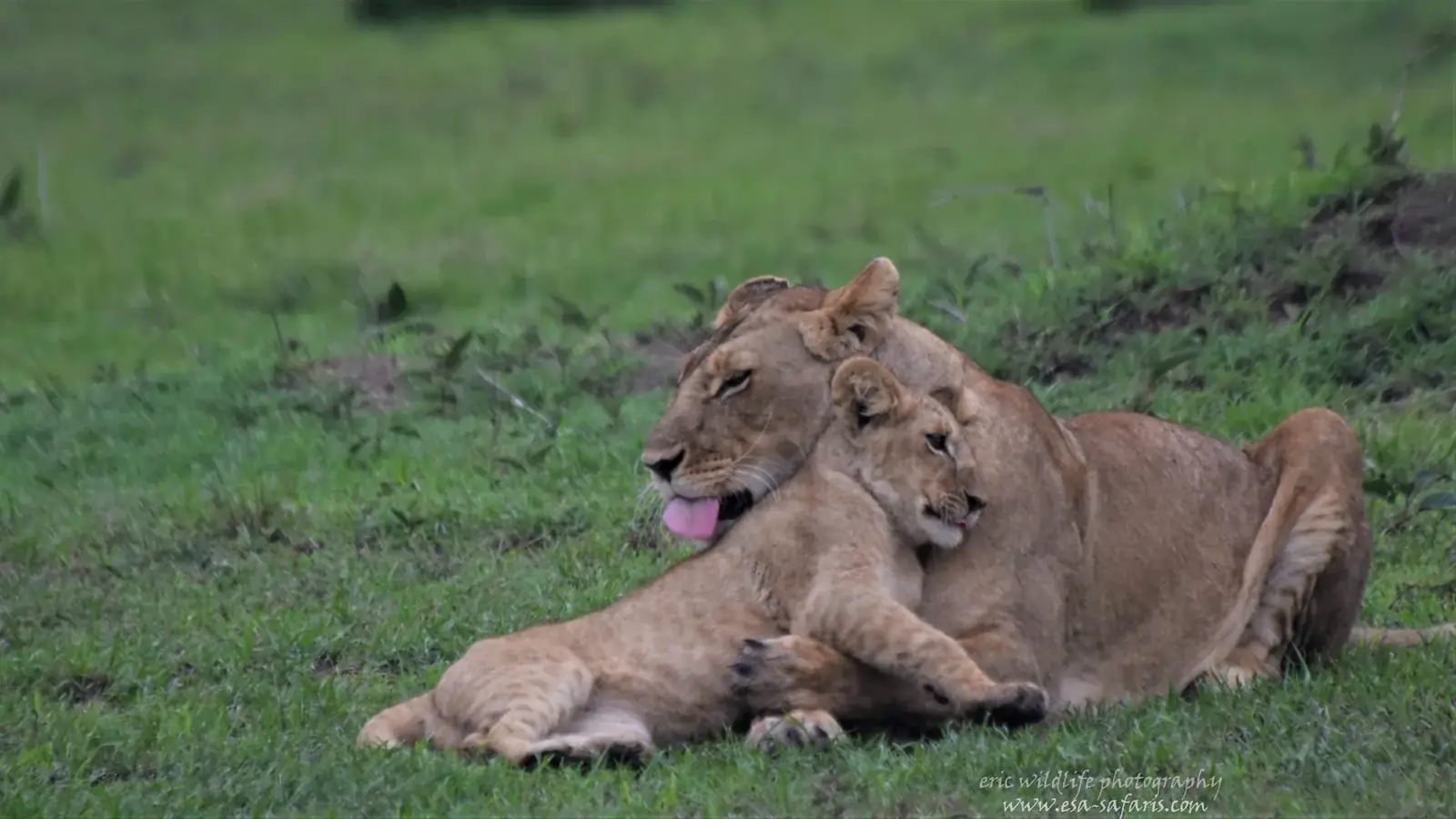kenya safari real travel image 10 - real travel photography for Serene Sojourns Tours