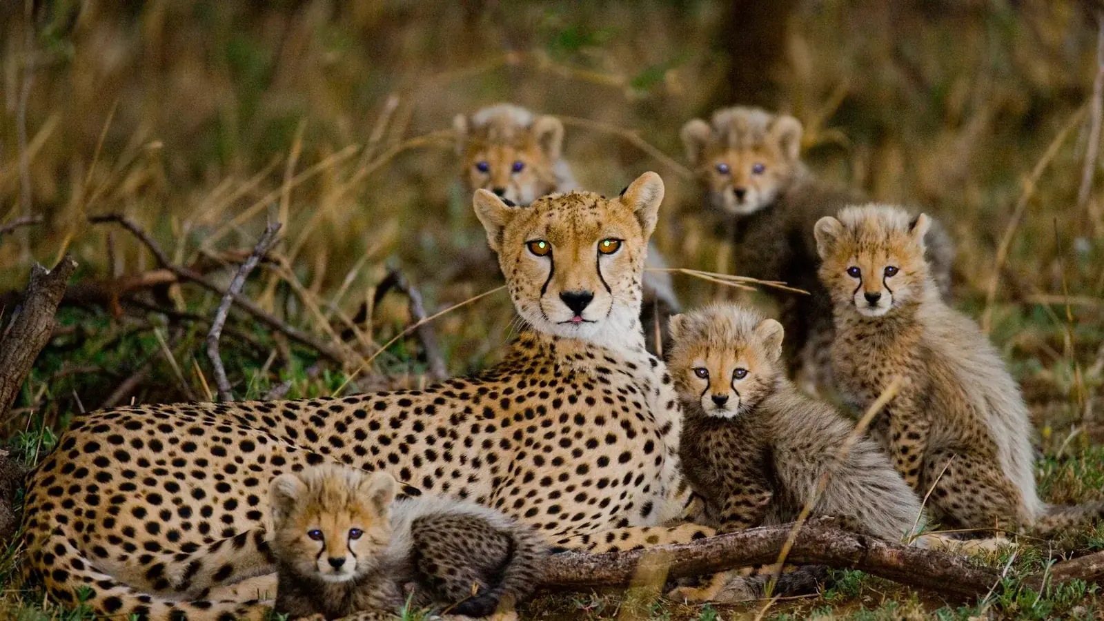 south africa safari real travel image 5 - real travel photography for Serene Sojourns Tours
