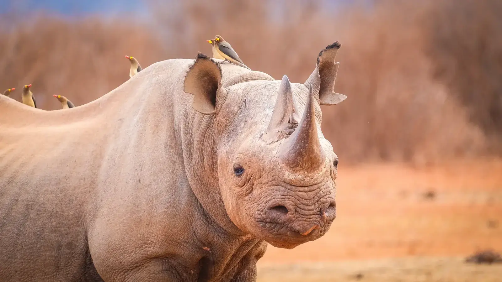 south africa safari real travel image 8 - real travel photography for Serene Sojourns Tours