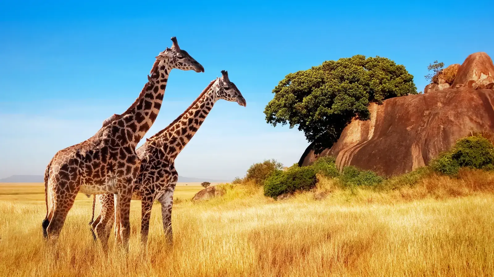 tanzania safari real travel image 3 - real travel photography for Serene Sojourns Tours