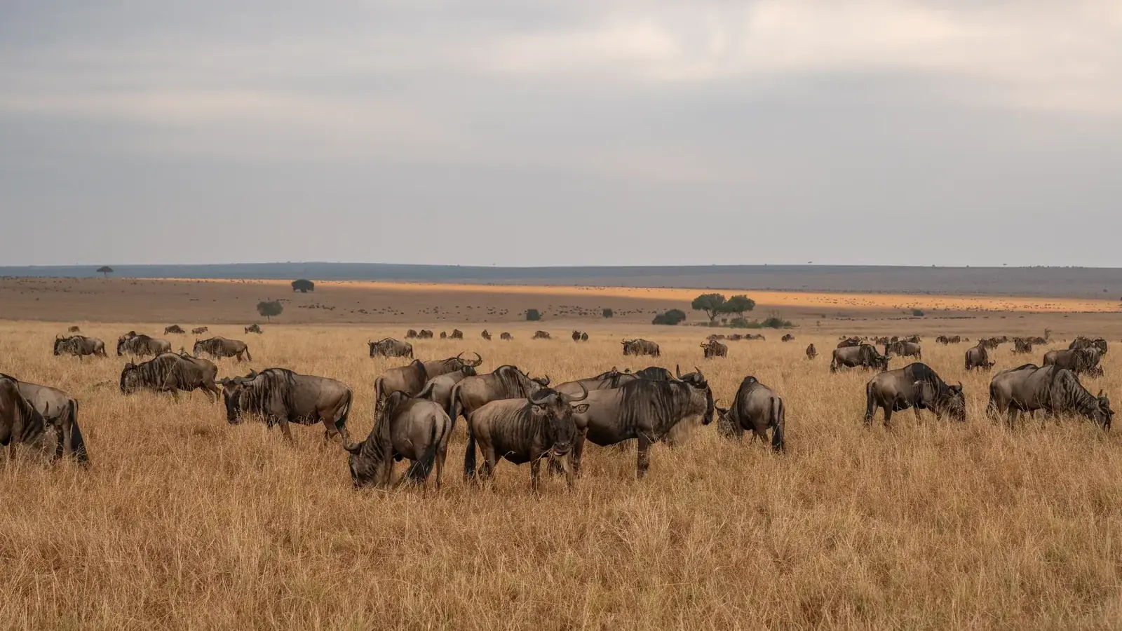 tanzania safari real travel image 4 - real travel photography for Serene Sojourns Tours